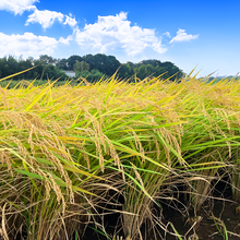 画像をギャラリービューアに読み込む, 【ミルキークイーン 上白米】5kg ※毎週水曜締切、翌週木曜発送