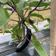 画像をギャラリービューアに読み込む, 【とれたて野菜をお届け!!】バラエティ野菜セット ※毎週水曜日締切、翌週木曜日発送