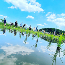 画像をギャラリービューアに読み込む, 【ミルキークイーン 玄米】5kg ※毎週水曜締切、翌週木曜発送