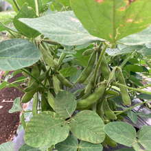 画像をギャラリービューアに読み込む, 【とれたて野菜をお届け!!】バラエティ野菜セット ※毎週水曜日締切、翌週木曜日発送