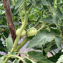 画像をギャラリービューアに読み込む, 【とれたて野菜をお届け!!】バラエティ野菜セット ※毎週水曜日締切、翌週木曜日発送