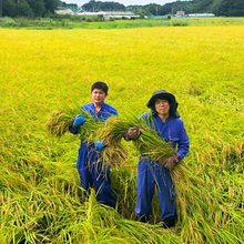 画像をギャラリービューアに読み込む, 【ミルキークイーン 上白米】5kg ※毎週水曜締切、翌週木曜発送
