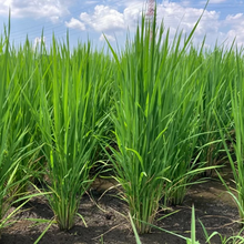 画像をギャラリービューアに読み込む, 【とれたて野菜をお届け!!】バラエティ野菜セット ※毎週水曜日締切、翌週木曜日発送